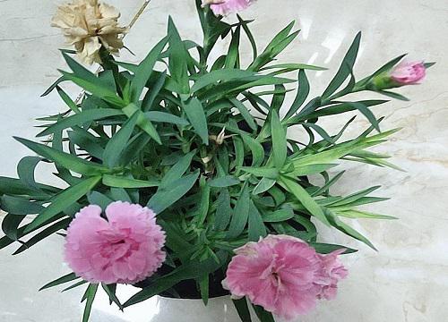 代表早日康复的花 第2张