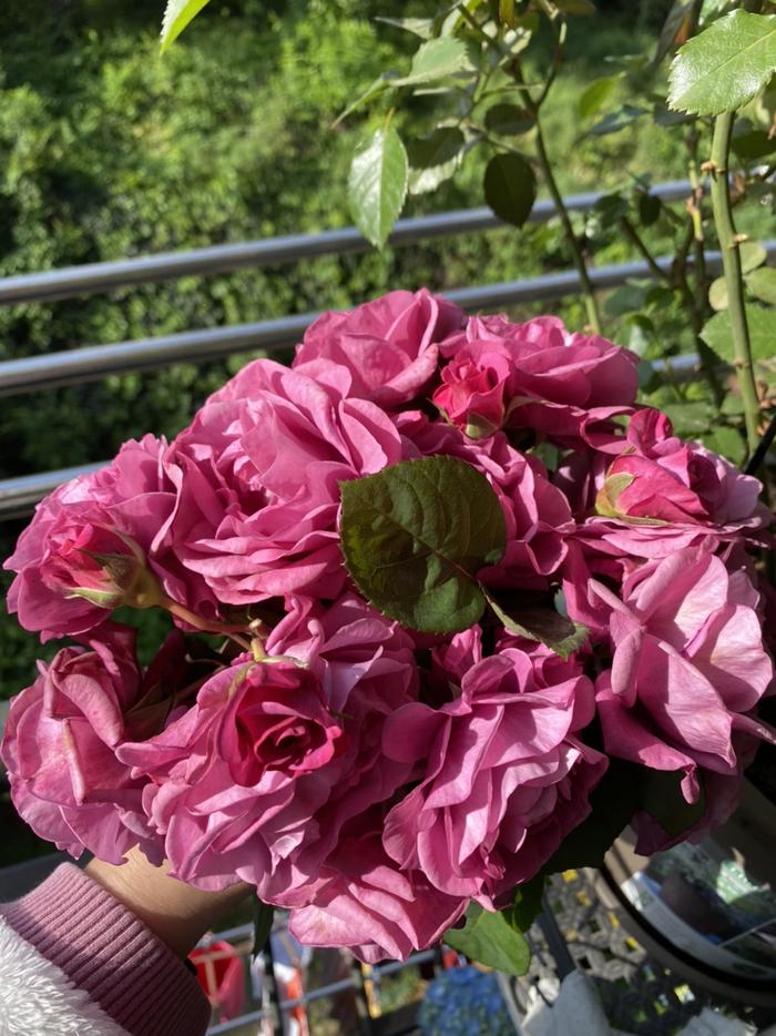 种菜花的生活方式是什么_种菜养花也是一种好生活_种菜花的方法和步骤