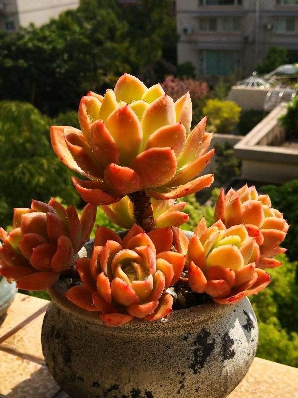 种菜养花也是一种好生活_种菜花的生活方式是什么_种菜花的方法和步骤