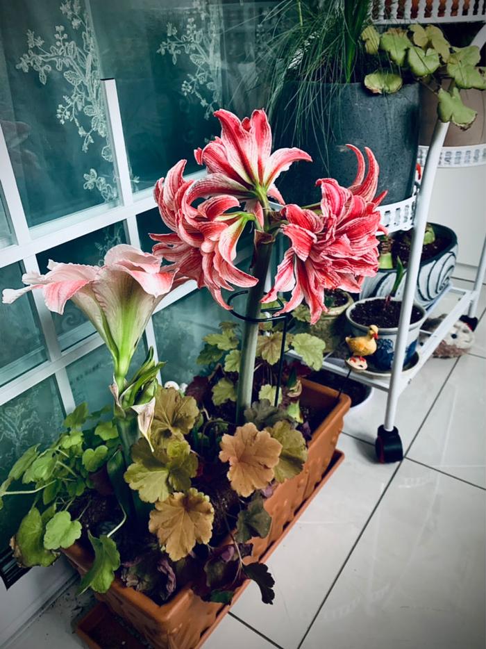 种菜花的方法和步骤_种菜花的生活方式是什么_种菜养花也是一种好生活