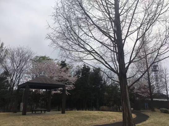 日本天皇杯球队重视吗_日本足球天皇杯历史冠军球队介绍_日本足球天皇杯重要吗