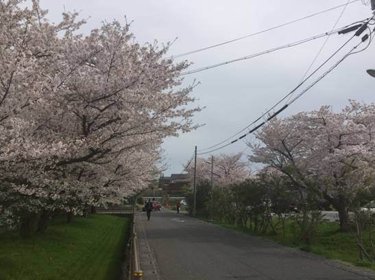 日本足球天皇杯重要吗_日本天皇杯球队重视吗_日本足球天皇杯历史冠军球队介绍